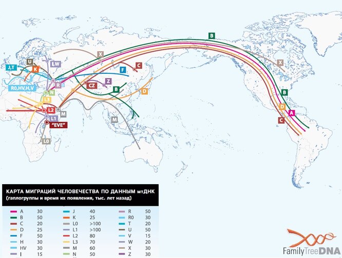 Вплоть до Евы: генеалогия человечества по женской линии линии, мтДНК, можно, гаплогруппы, генов, гаплогрупп, всего, намного, только, нуклеотида, которые, по женской, когда, около, маркеров, больше, тысяч, мутаций, племена, примерно