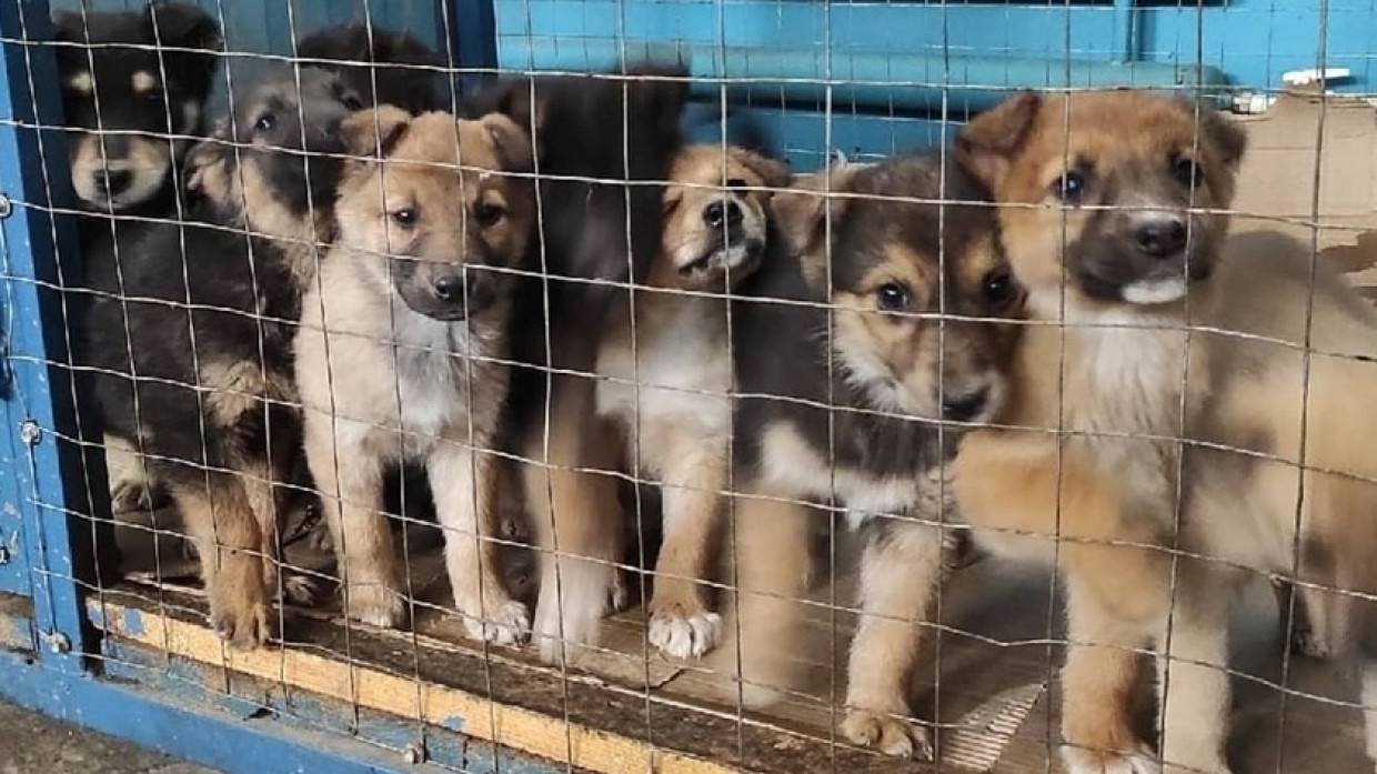 Жительница Тольятти держала в одной квартире 120 собак