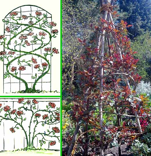 Плетистая роза правильный уход: 35 садовых арок из роз стеблей, куста, стебель, плетистой, цветов, когда, стороны, правильно, часть, чтобы, опоры, решетку, растение, только, сможете, стебли, побеги, верхушке, которые, другу