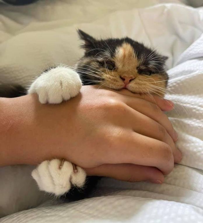 Без кота и жизнь не та