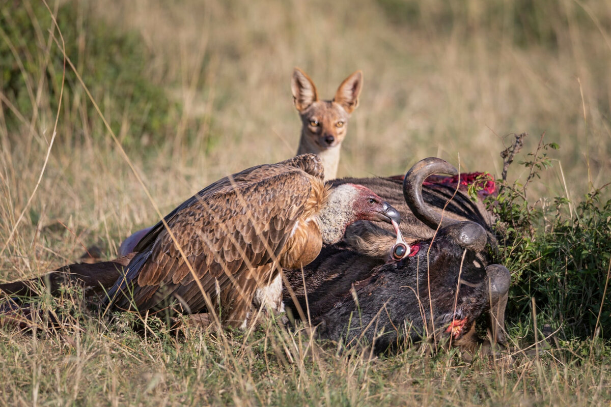Гриф и лисица пируют у дикой свиньи, Масаи Мара, Кения. Фото: Ашок Бехера. Победитель в категории «Поведение — птицы» © WORLDNATUREPHOTOGRAPHYAWARDS.COM
