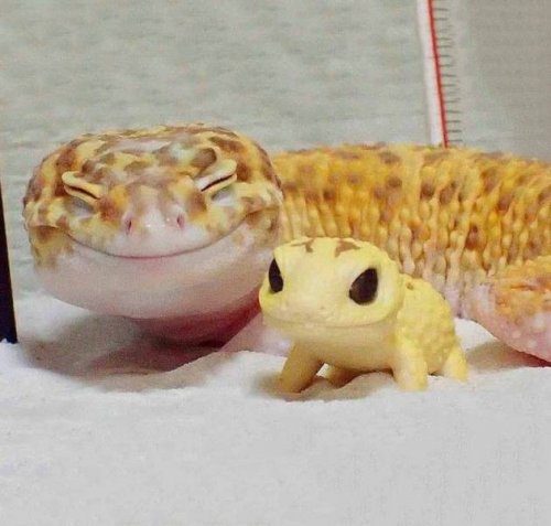 Заряд положительных эмоций