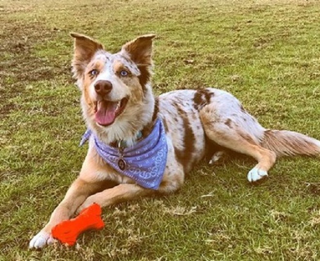 Веселая собака