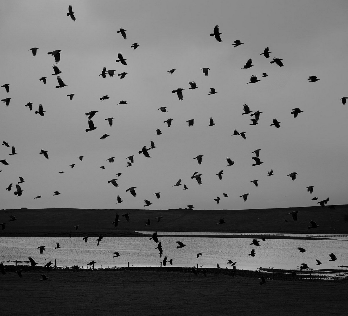 Мир, пребывающий в гармонии, на фотографиях Пентти Саммаллахти 3 1