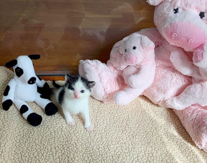 Без кота и жизнь не та