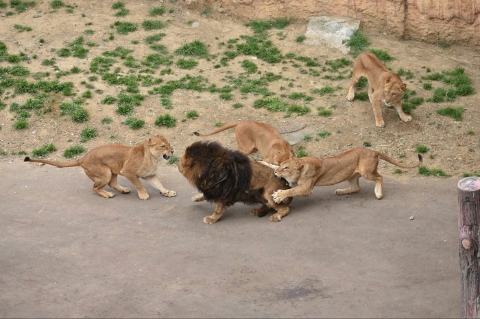 Когда у тебя гарем﻿ 