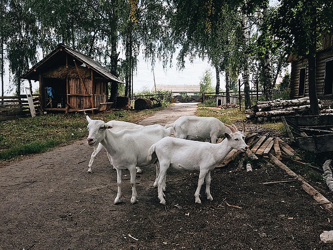 Farm русскими. Русская ферма. Деревня ферма Россия. Русская ферма фото. Фермы России Реалии.