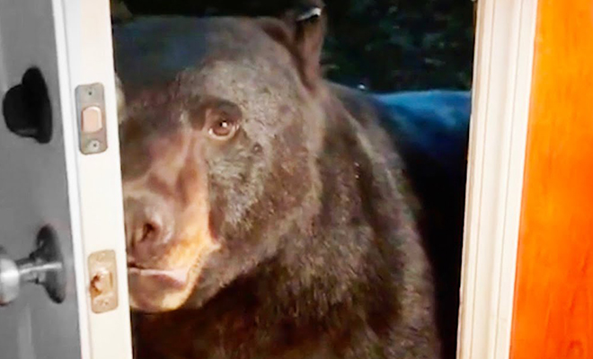 Пожилая женщина научилась говорить с дикими медведями. По ее указке животные приходят в гости и закрывают за собой дверь: видео