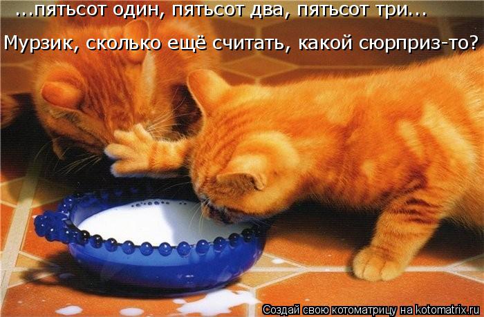 Котоматрица: Мурзик, сколько ещё считать, какой сюрприз-то? ...пятьсот один, пятьсот два, пятьсот три...