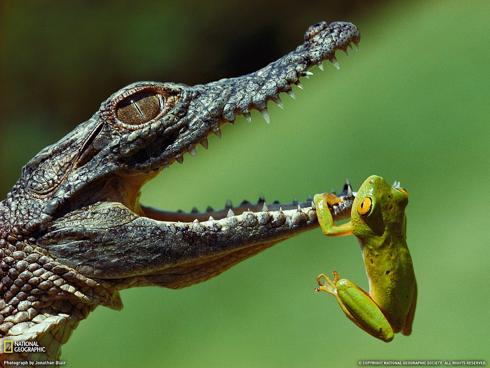 Лягушонок и маленький нильский крокодил