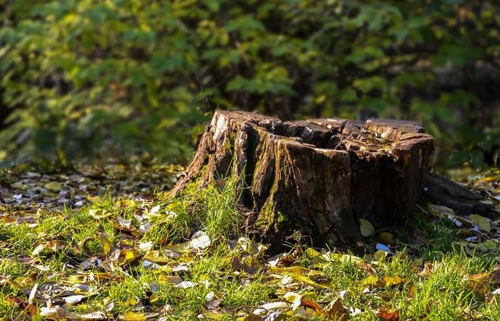 Как быстро и не затратно удалить с участка пень, который портит весь вид