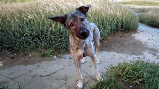 Дворняга и богатый жених