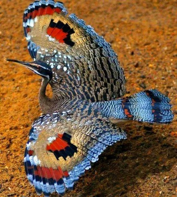 Природа-художник! Природа-художник! природа