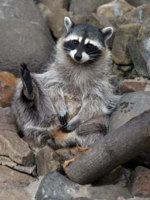 Веселые енотики подловили,приколы,юмор