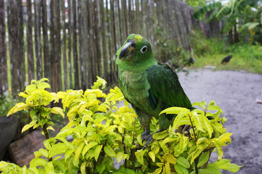 Нелатинская Америка: загадочная Гайана в 10 фотокарточках Нелатинская Америка: загадочная Гайана в 10 фотокарточках гайана