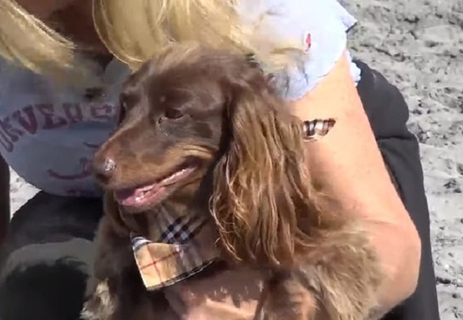 Собака сидит