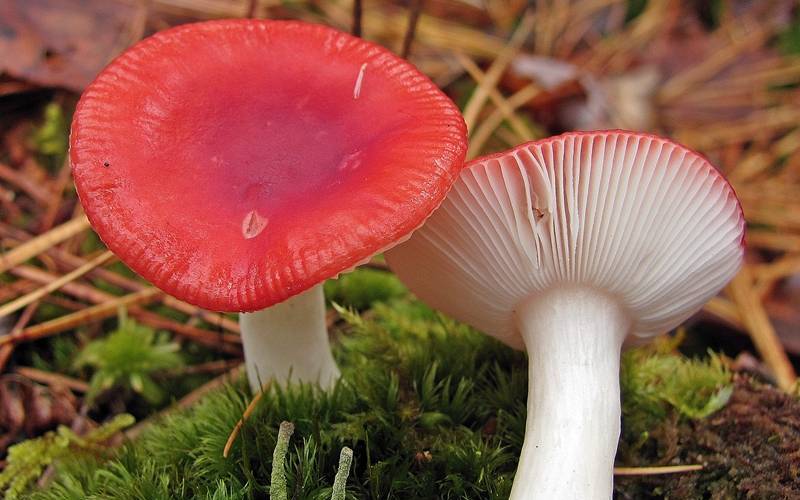 10 видов ядовитых грибов, которые лучше оставить в лесу цвета, часто, грибов, имеет, отравления, довольно, августа, шляпки, запах, Шляпка, мякоть, которые, грибы, Мякоть, кольцо, называют, конец, спустя, может, растет