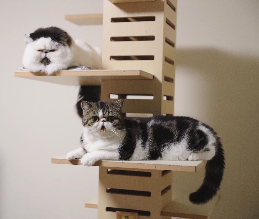 коты в доме