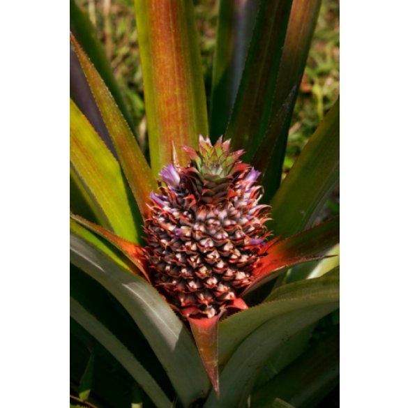 Как вырастить плодовый сад в квартире комнатные растения,полезные советы,сад