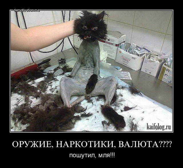 Веселые картинки для зарядки позитивчиком с утра Веселые картинки для зарядки позитивчиком с утра