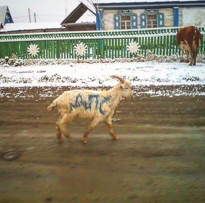 Где козлы это не всегда они самые, а ослы требуют особой мойки? всячина, подборка, россия, такое только у нас, юмор
