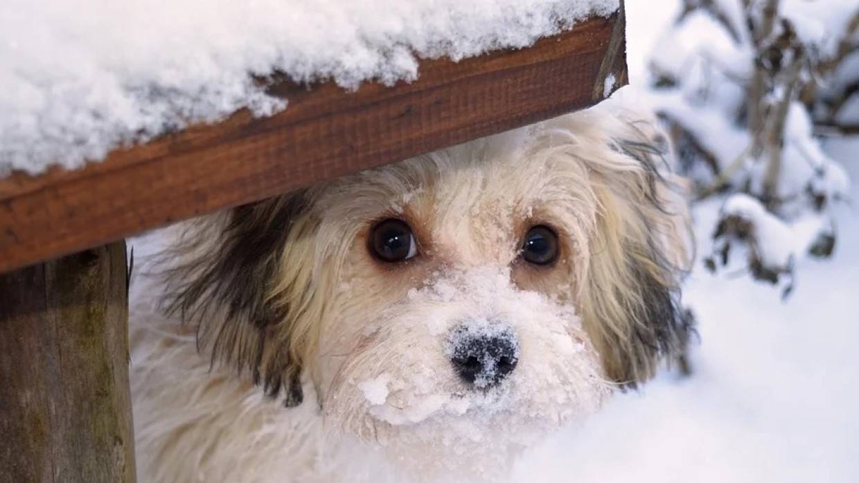 Кинолог Голубев посоветовал избавлять домашних питомцев от вредных привычек