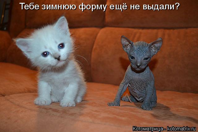 Котоматрица: Тебе зимнюю форму ещё не выдали?