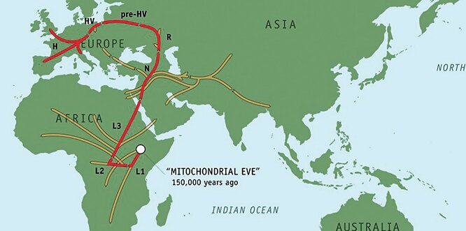 Вплоть до Евы: генеалогия человечества по женской линии линии, мтДНК, можно, гаплогруппы, генов, гаплогрупп, всего, намного, только, нуклеотида, которые, по женской, когда, около, маркеров, больше, тысяч, мутаций, племена, примерно
