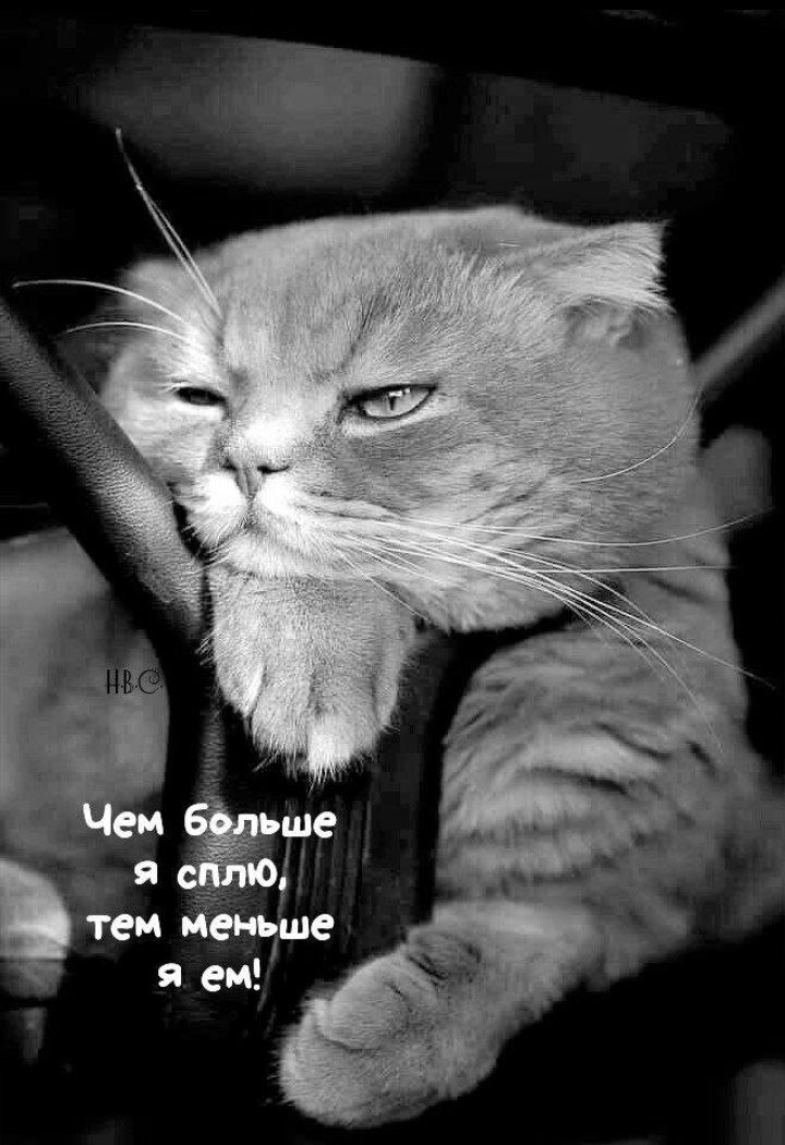 Подборка легкого юмора для заряда позитивом Подборка легкого юмора для заряда позитивом