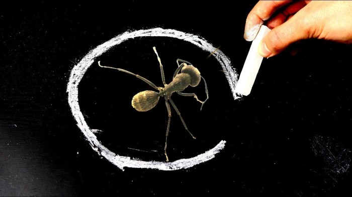 Линия из мела имеет весомое значение в жизни муравьев. /Фото: i.ytimg.com