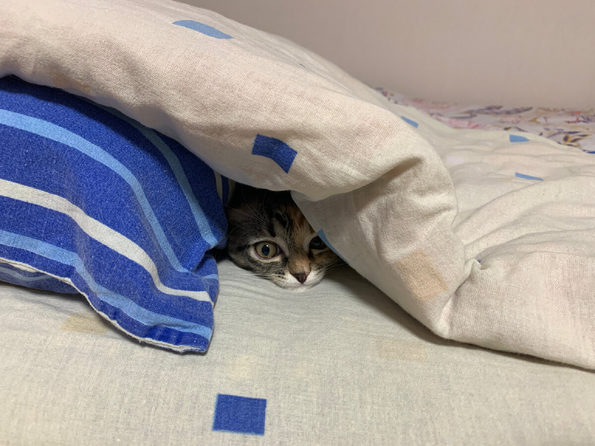 Кот спрятался под диван