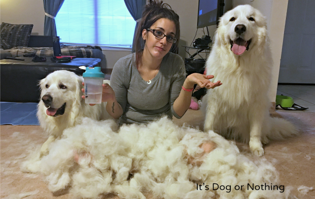 From pulling white dog fur out of a wine glass to accepting it as an accessory, here are some of my confessions as a Great Pyrenees mom. Please tell me you can relate!