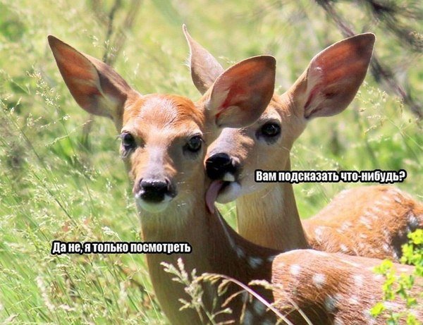 ПОЗИТИВНЫЙ ПОСТ+ 410