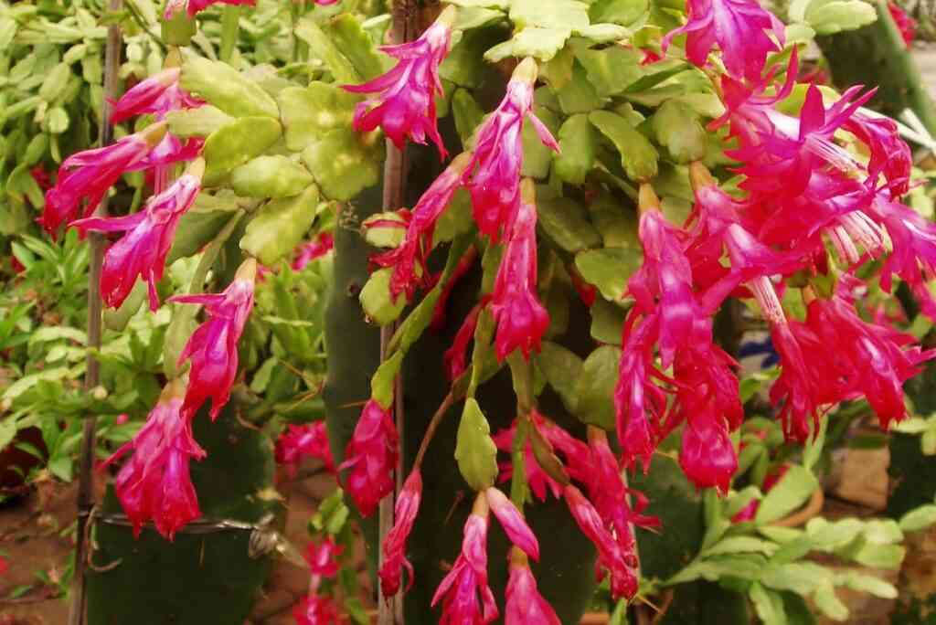 Как осенью подготовить декабрист к пышному цветению