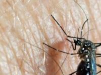 В США выпустили генно-модифицированных комаров