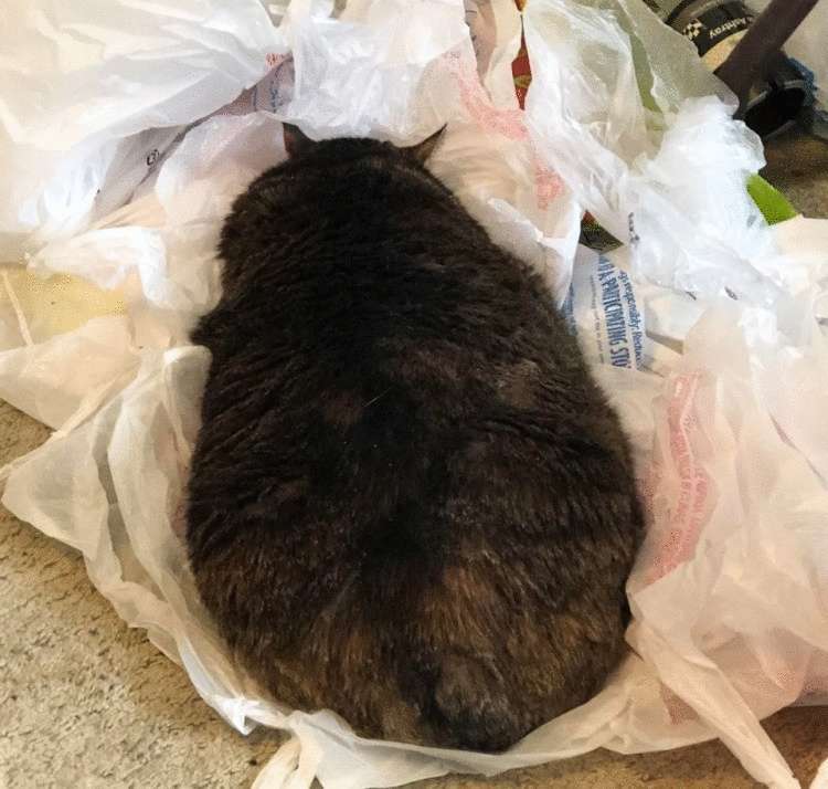 Подборка забавных фото котиков, которые ведут себя странно Подборка забавных фото котиков, которые ведут себя странно