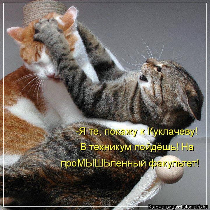 Открытки котоматрица