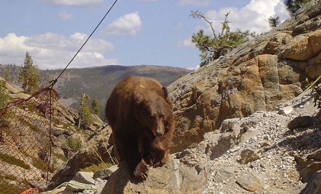 Медведь забрался на мост, но не рассчитал сил и повис на 24 часа в воздухе, пока не помогли люди Культура