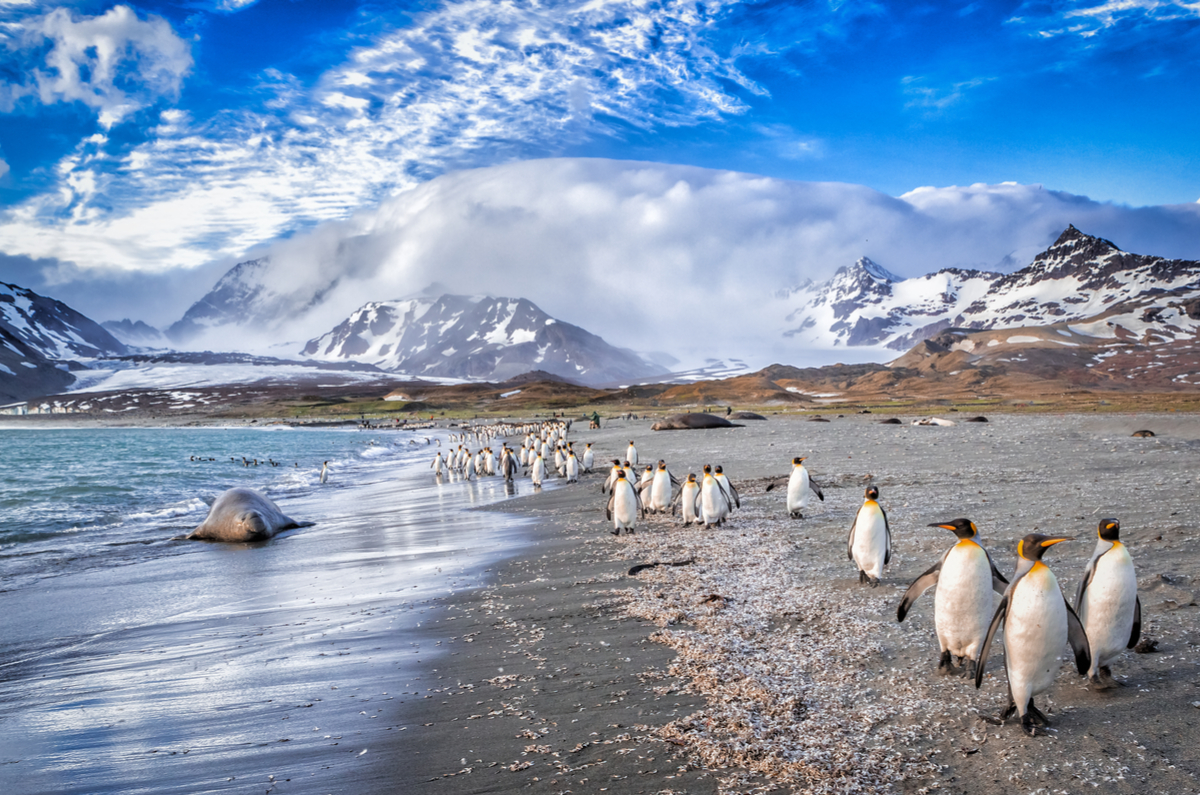 11 красивейших фото Фолклендских островов, на которых дофига пингвинов заграница,путешествие,туризм