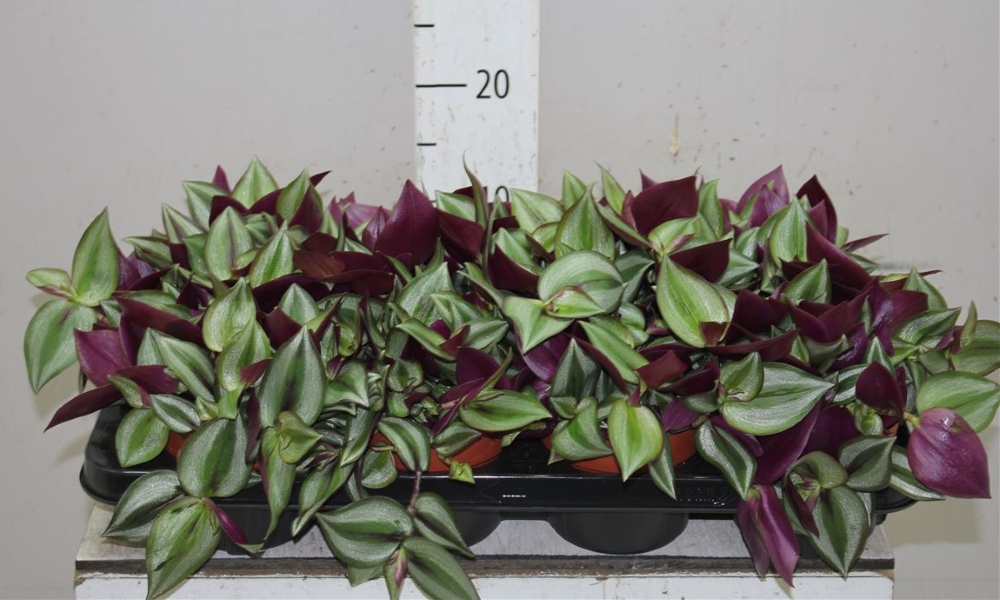 Какие цветы можно и нужно держать у себя дома: фото и названия растений Какие цветы можно и нужно держать у себя дома: фото и названия растений полезные советы,разное