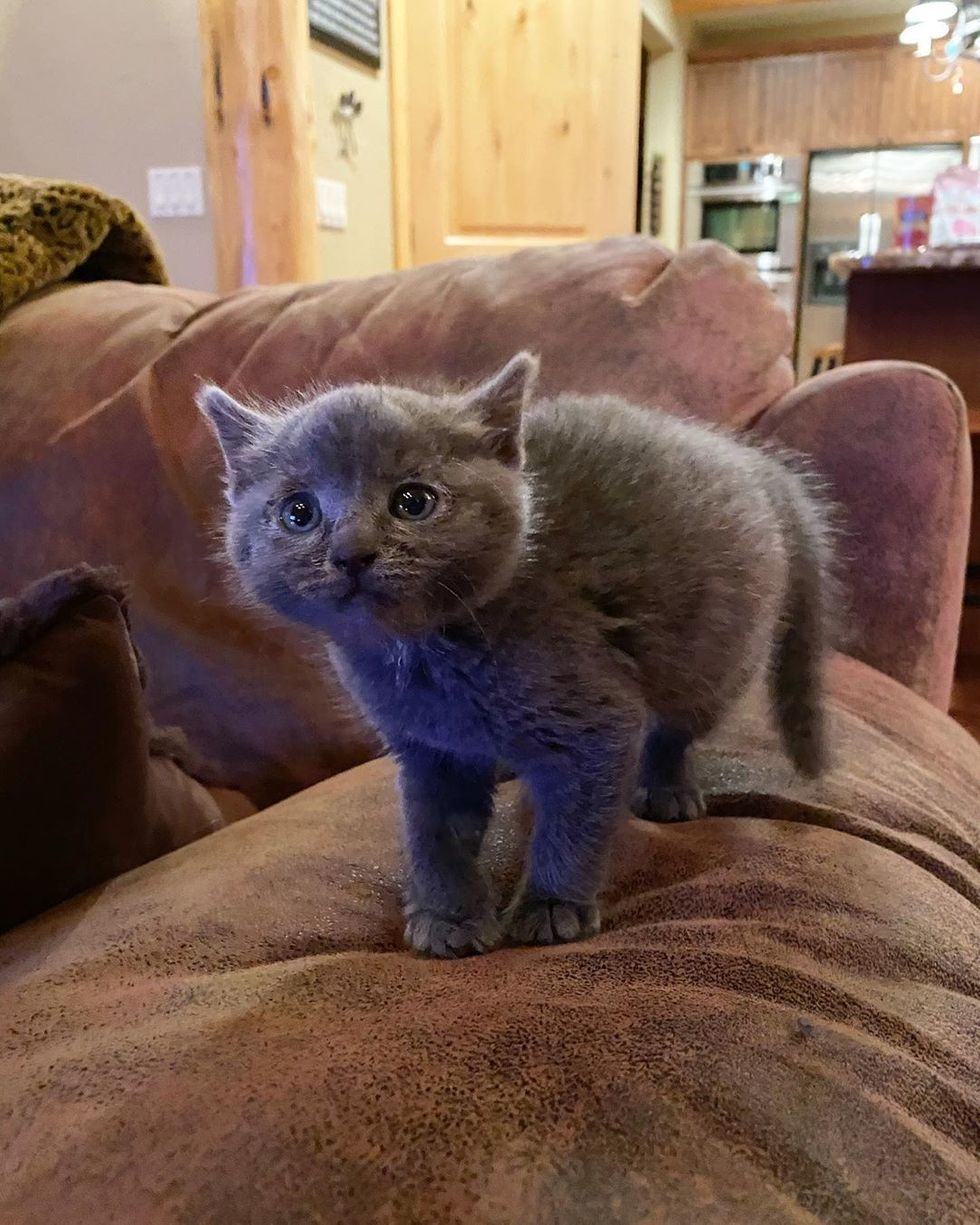 Найденный котенок не отпускает свою спасительницу Найденный котенок не отпускает свою спасительницу не всё так грустно