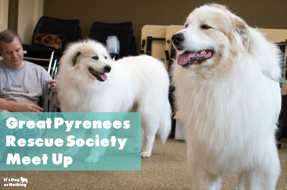 Ever wonder what it would be like to be in a room full of Great Pyrenees floof? Don't worry - we have plenty of pictures for you!