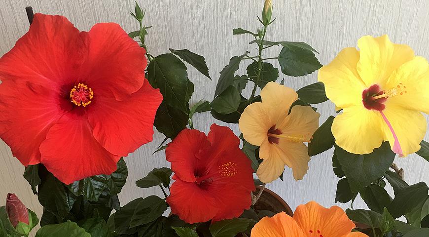 Гибискус: самые красивые сорта и все секреты выращивания от коллекционера Анны Капаниной комнатные растения,цветоводство