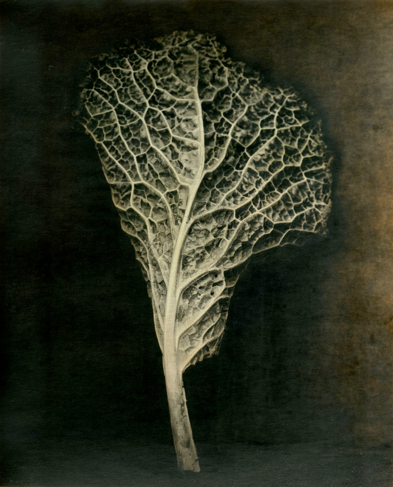 Как изящен кабачок! Удивительные натюрморты Ингара Краусса Как изящен кабачок! Удивительные натюрморты Ингара Краусса