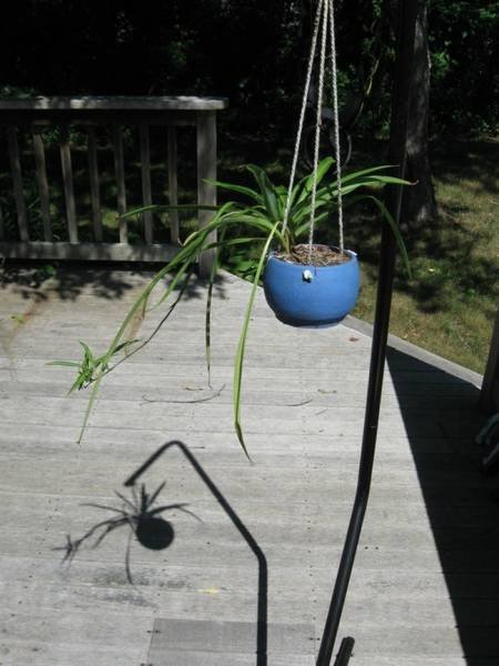 Прикольные фотографии, на которые придётся взглянуть дважды (26 шт)