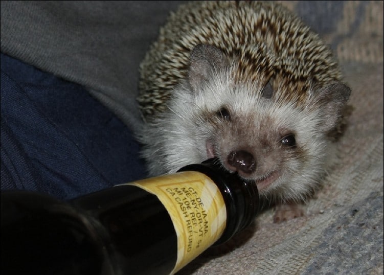 Фотография: 8 неожиданных фактов о ежах — самых брутальных зверях наших широт №6 - BigPicture.ru