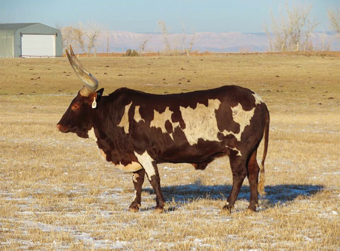 This Watusi Bull Looks Transparent Through Its Spots