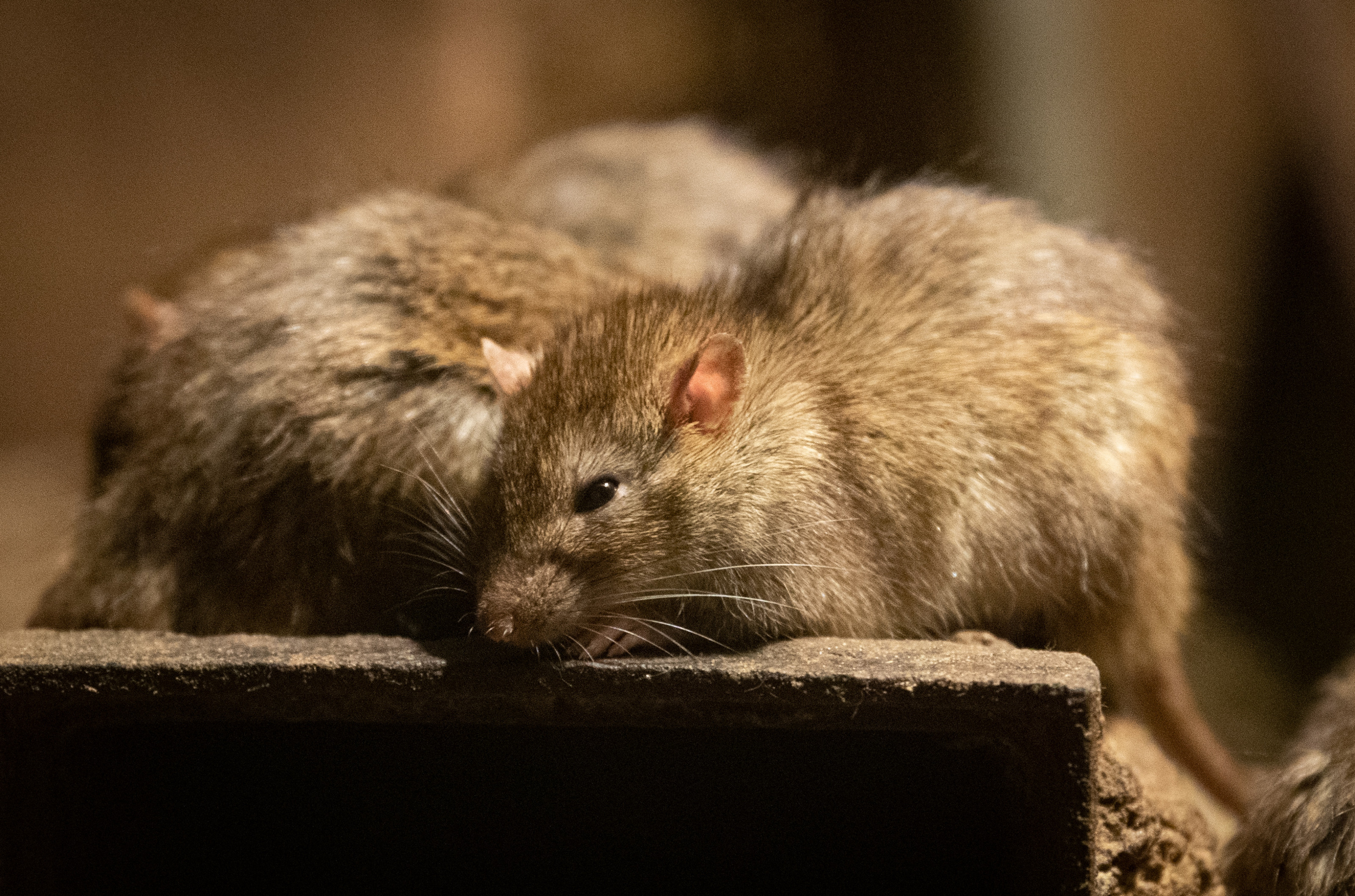 Найти мышей. Крыса фото. Найти мышь.