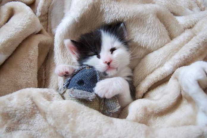 Без кота и жизнь не та
