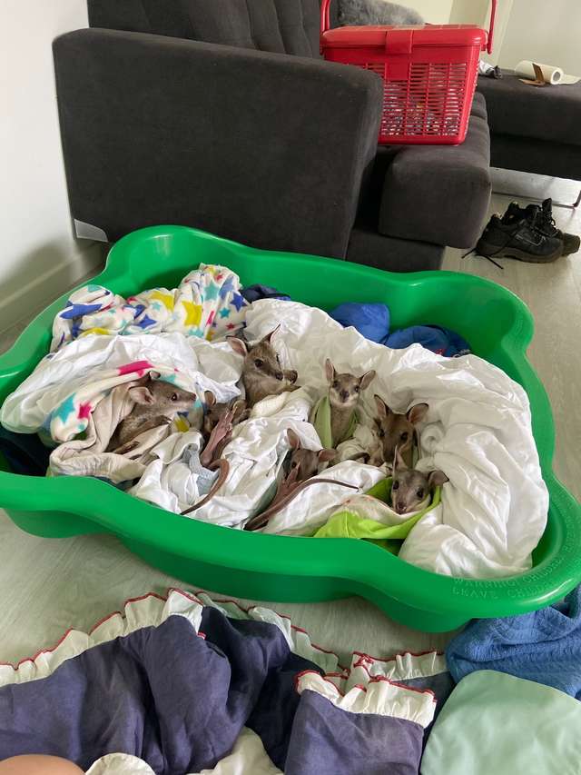 валлаби в кровати